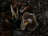 Hebeloma crustuliniforme image
