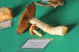 Cortinarius caperatus image