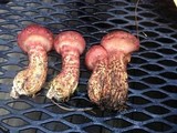 Suillus spraguei image