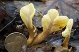 Spathularia rufa image