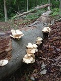 Pleurotus pulmonarius image