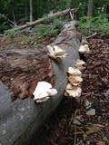 Pleurotus pulmonarius image