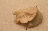Pleurotus pulmonarius image