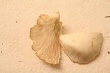 Pleurotus pulmonarius image