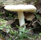 Amanita tuza image