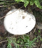 Amanita tuza image