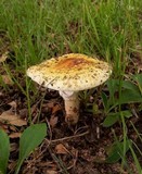 Amanita flavorubescens image