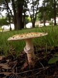 Amanita flavorubescens image