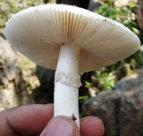 Amanita tuza image