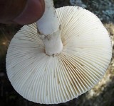 Amanita tuza image