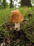 Amanita flavorubescens image