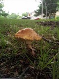 Amanita flavorubescens image