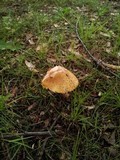 Amanita flavorubescens image