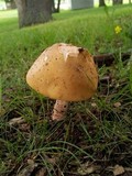 Amanita flavorubescens image