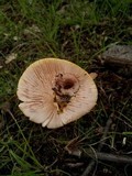 Amanita flavorubescens image
