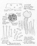 Hemimycena mauretanica image