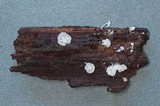 Hemimycena mauretanica image