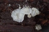 Hemimycena mauretanica image