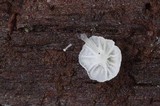 Hemimycena mauretanica image