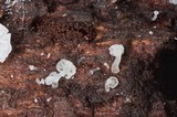 Hemimycena mauretanica image