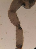 Hemimycena mauretanica image