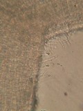 Hemimycena mauretanica image