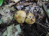 Russula grata image