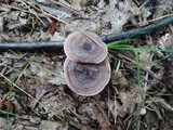 Lactarius mutabilis image