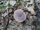 Lactarius mutabilis image