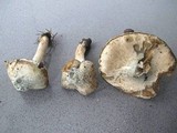 Inocybe corydalina image