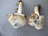 Inocybe corydalina image