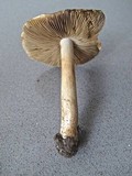 Inocybe corydalina image