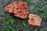 Cantharellus coccolobae image