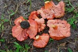 Cantharellus coccolobae image