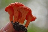 Cantharellus coccolobae image