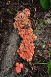 Cantharellus coccolobae image