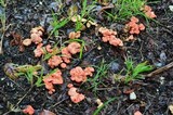 Cantharellus coccolobae image