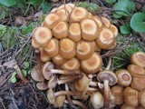Kuehneromyces mutabilis image