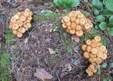 Kuehneromyces mutabilis image
