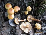 Kuehneromyces mutabilis image