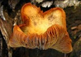 Kuehneromyces lignicola image