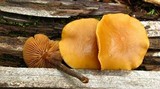 Kuehneromyces lignicola image