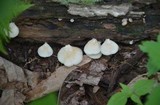 Crepidotus applanatus image