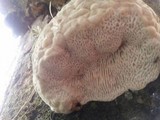 Leptoporus mollis image