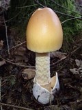 Amanita crocea image