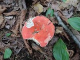 Russula rubescens image