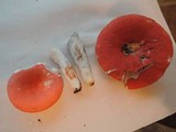 Russula rubescens image