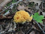 Ramaria formosa image