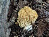 Ramaria formosa image