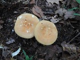 Russula ochroleucoides image